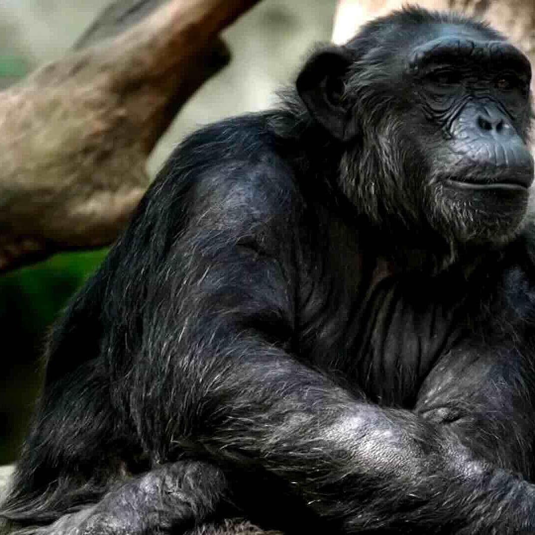 Foto: Chimpancés Combinan Sonidos y Ritmos: Claves de un Lenguaje Similar al Humano