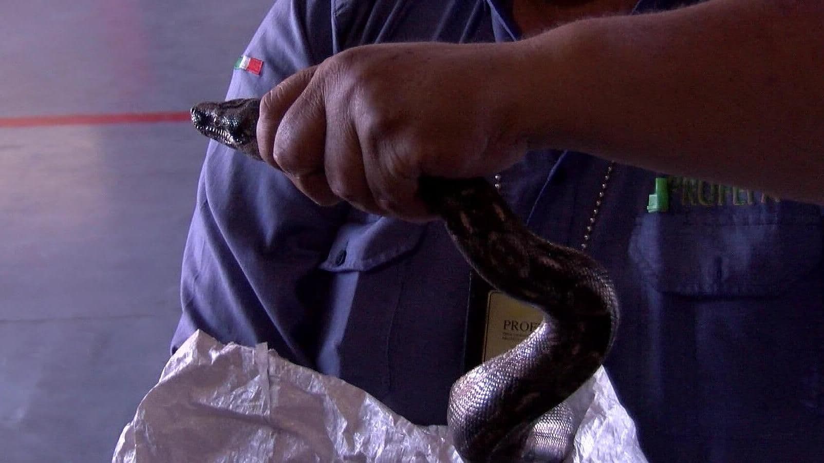 Animales Silvestres Buscan Refugio en Hogares Durante Verano en Sonora; Piden Tomar Precauciones