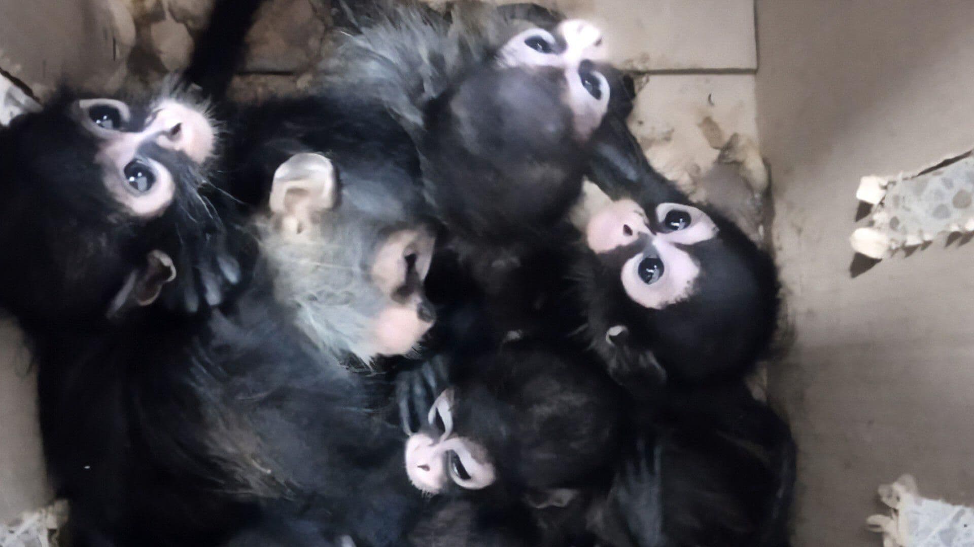 FOTO: Hallan a 9 Crías de Mono Araña en Cajas de Cartón en Tabasco; Hay 2 Detenidos