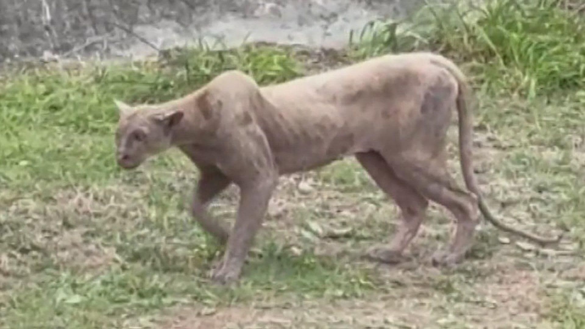 Mantienen Autoridades Monitoreo de Puma Aseguran que Aumenta Población Felina en Nuevo León