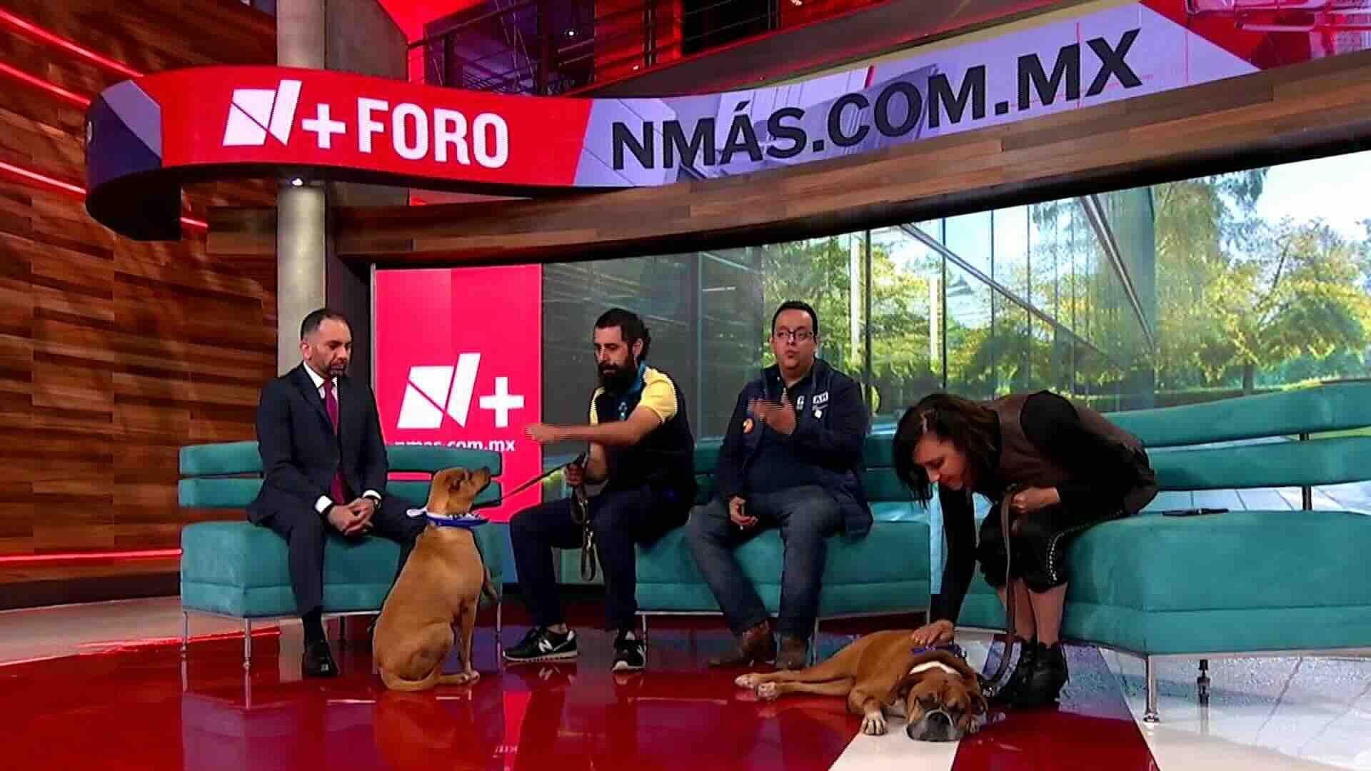 Foto | Adopción Responsable de Perros en México: Consejos de Expertos para un Nuevo Comienzo