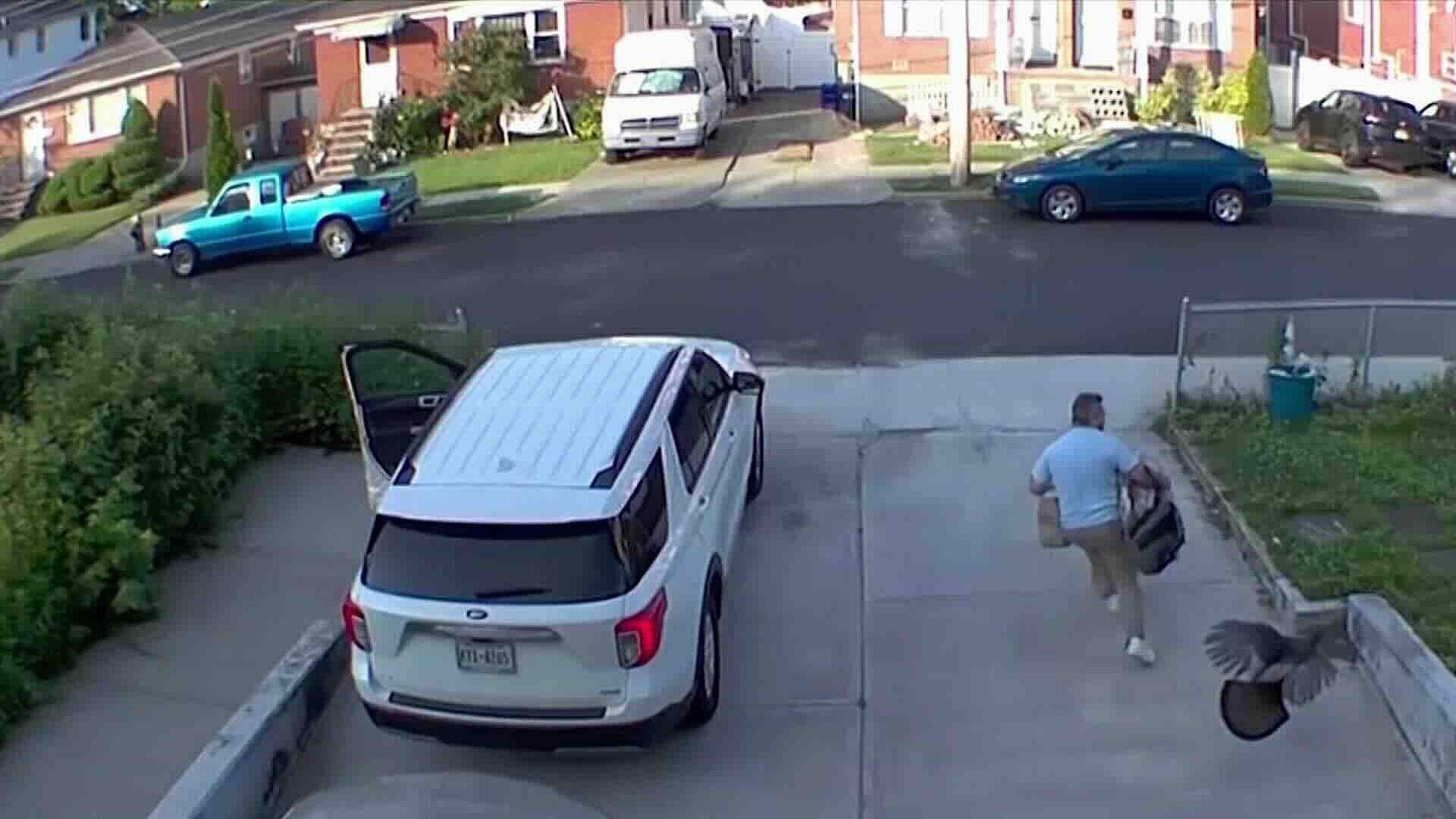 Foto | Pavo Persigue a Hombre con Mochilas en Staten Island, Nueva York