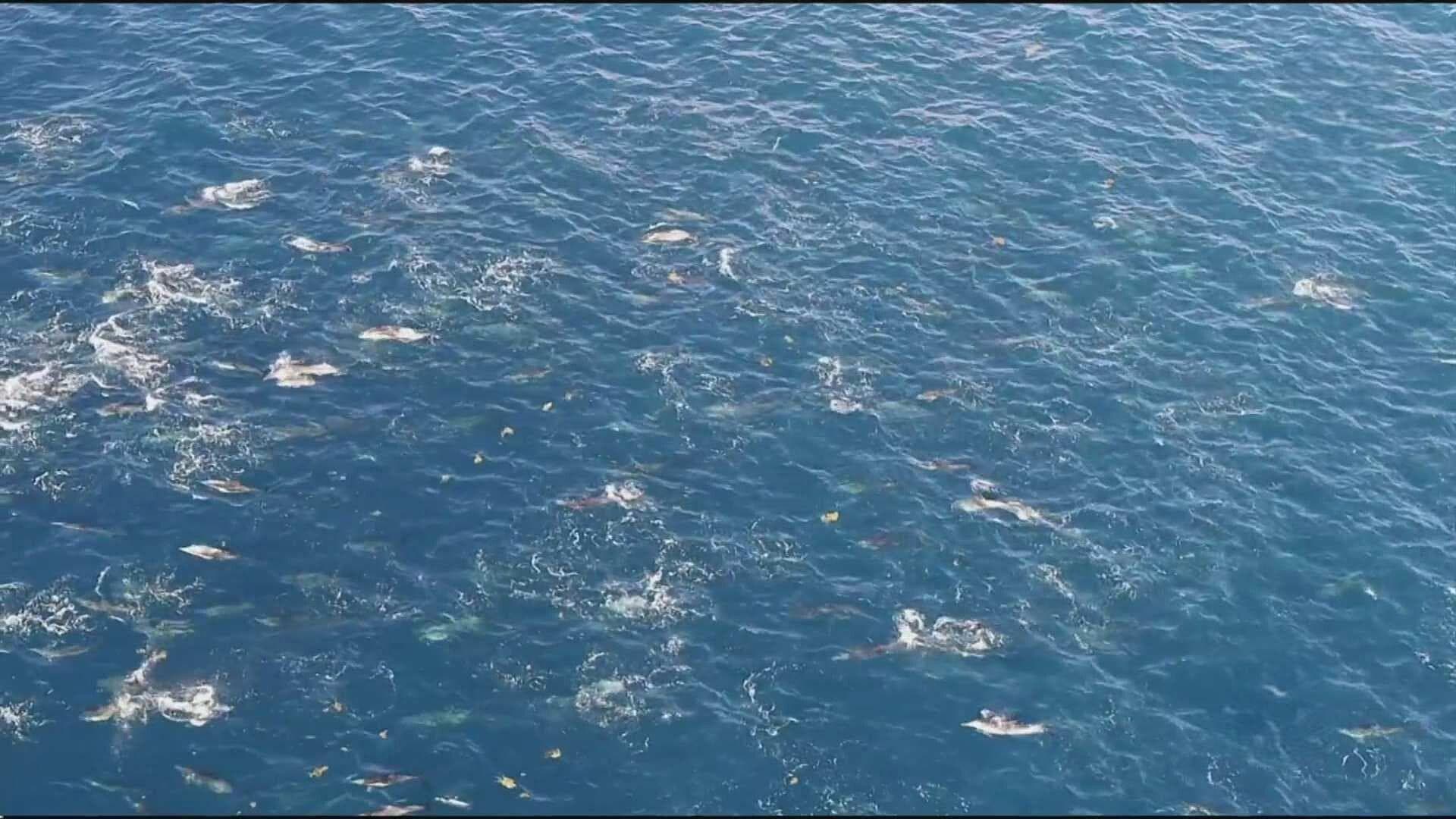 FOTO: Gobierno Federal Revisa Viabilidad del Proyecto Saguaro Energy; Sonora Minimiza Impacto Ambiental