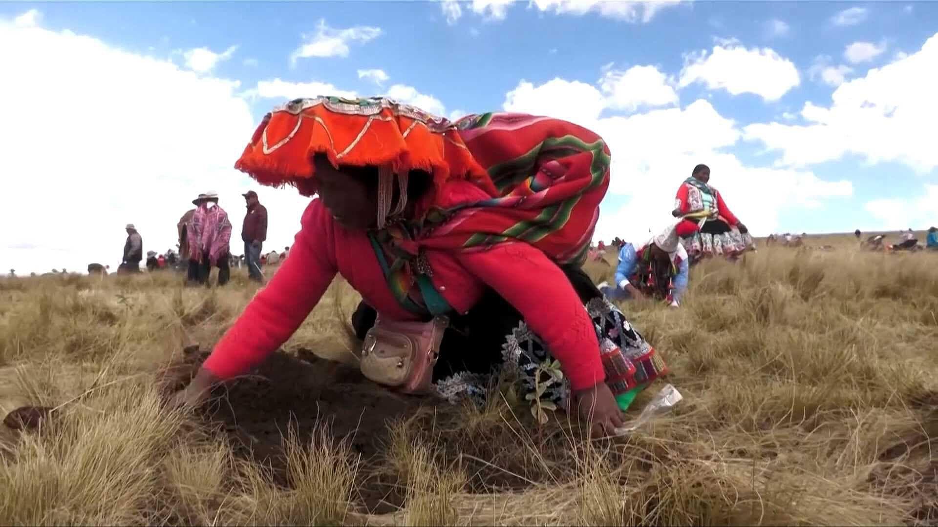Perú Lanza Programa para Reforestar Parte de los Andes con Más de 30 Millones de Árboles para 2027