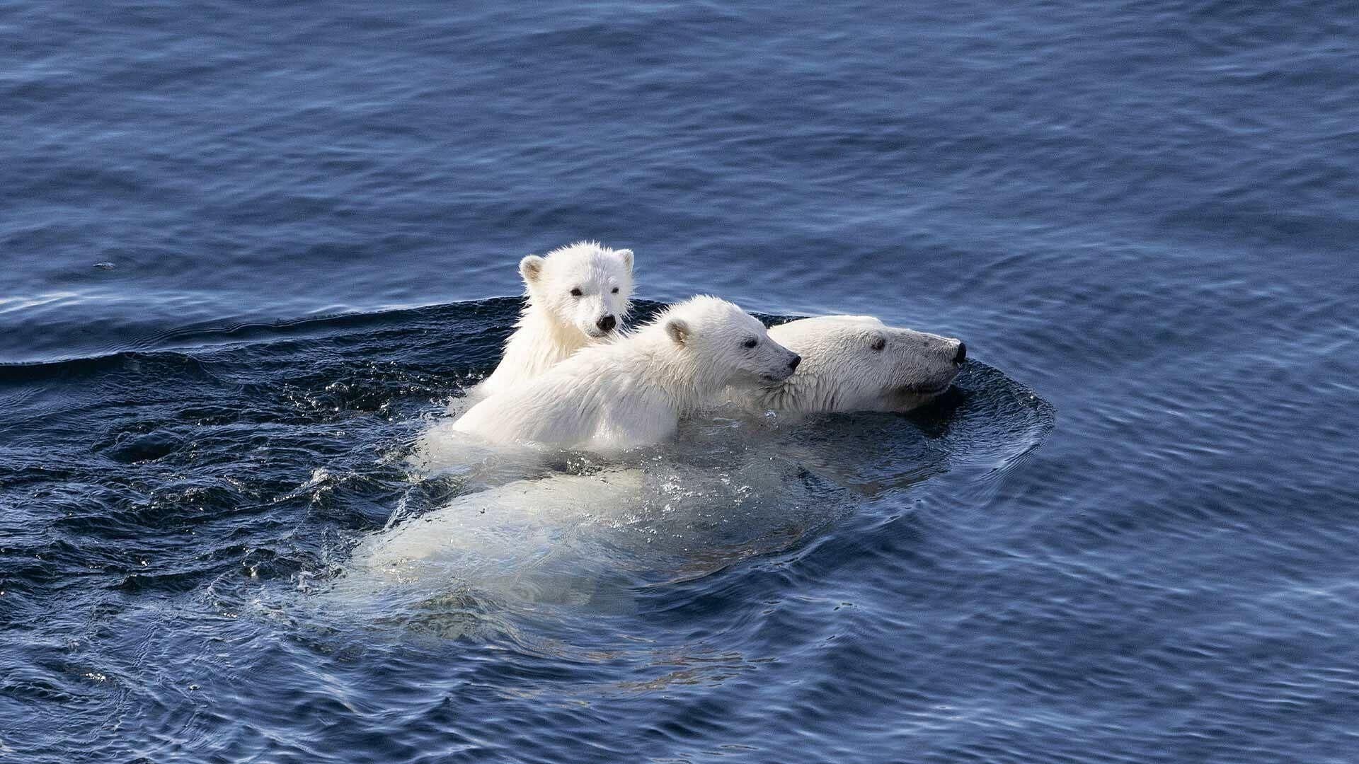 El Ártico, un Paisaje Bajo Cero