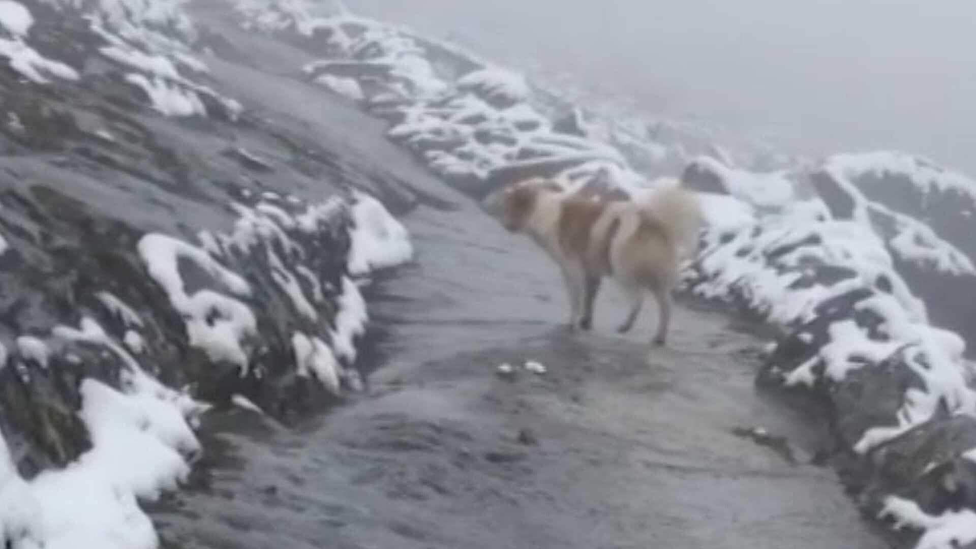 Perrito Ayuda a Montañista Perdido en la Cordillera Blanca de los Andes en Perú