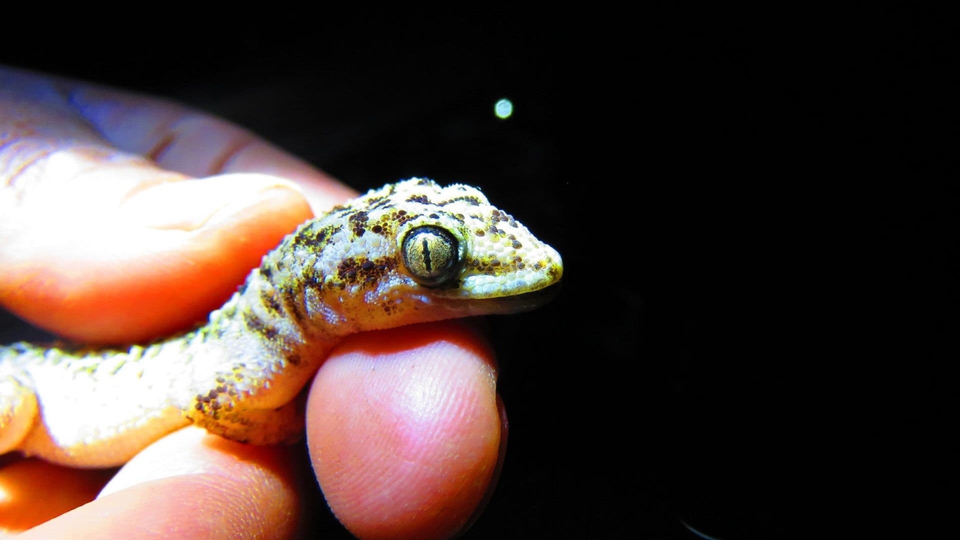 Descubren Nueva Especie de Gecko en México en la Reserva de la Biosfera Tehuacán-Cuicatlán