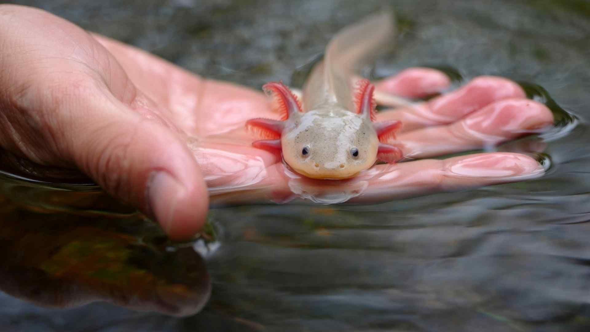 Reaparece Ajolote del Altiplano en Querétaro