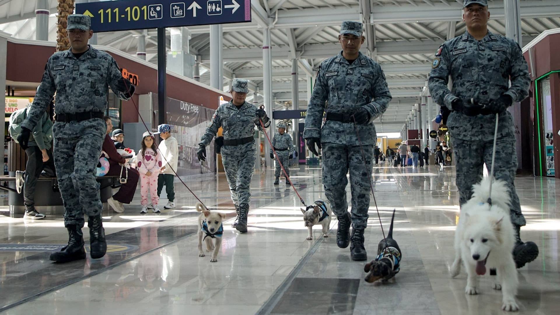 ¿Un Perrito para el Estrés? Escuadrón Canino Ayuda a Pasajeros del AIFA a Superar la Ansiedad