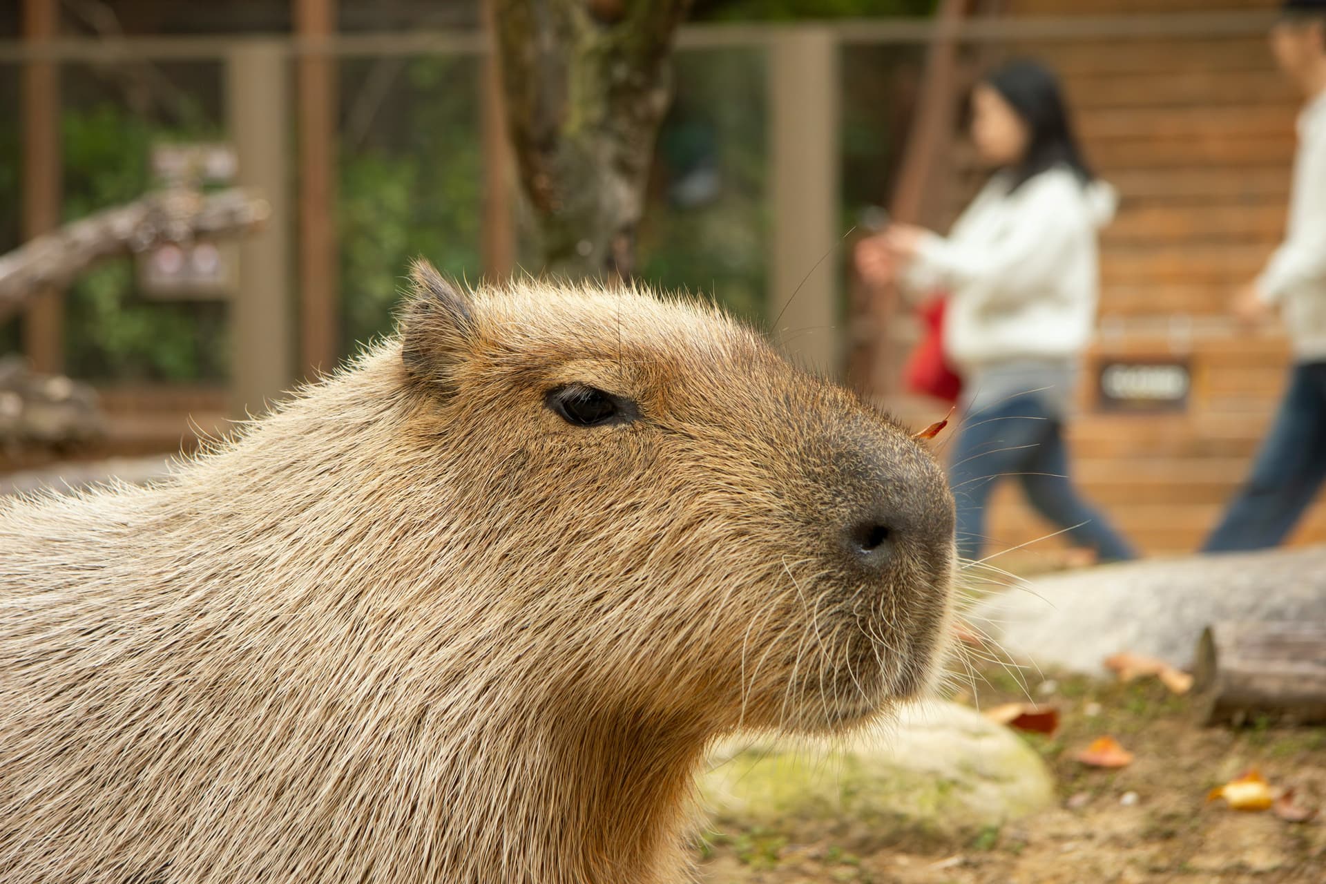 Capibara bonito